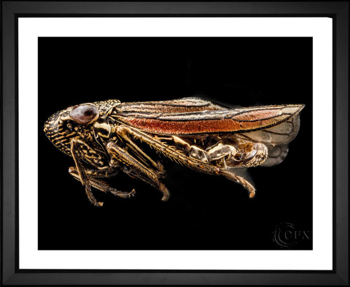 Skeeze, Leaf Hopper Insect, EFX, EFX Gallery, art, photography, giclée, prints, picture frames