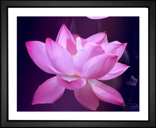 Phuc Nguyen, Lotus Flower, EFX, EFX Gallery, art, photography, giclée, prints, picture frames