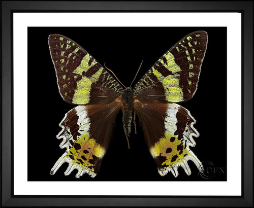 Skeeze, Madagascan Sunset Moth, EFX, EFX Gallery, art, photography, giclée, prints, picture frames