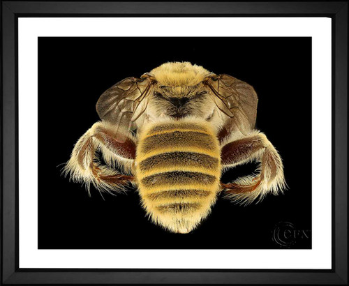 Skeeze, Diadasia Rinconis Bee, EFX, EFX Gallery, art, photography, giclée, prints, picture frames