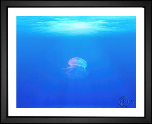 English, Single Jellyfish Underwater, EFX, EFX Gallery, art, photography, giclée, prints, picture frames