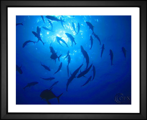 David Mark, Underwater Fish, EFX, EFX Gallery, art, photography, giclée, prints, picture frames