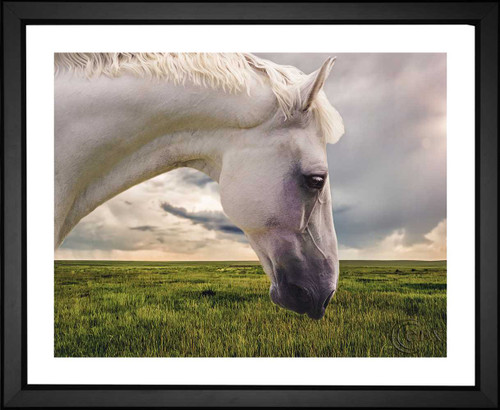 Horse in Meadow, EFX, EFX Gallery, art, photography, giclée, prints, picture frames