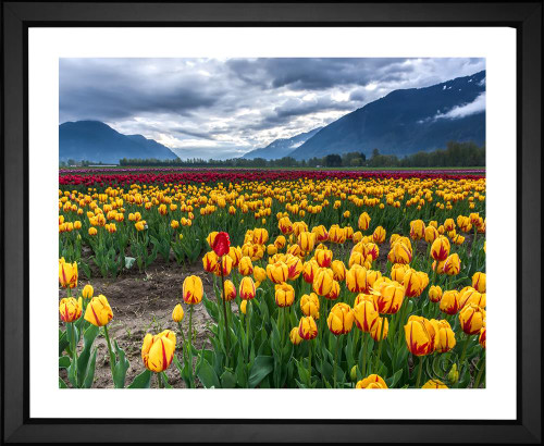 James Wheeler, Tulip Field, EFX, EFX Gallery, art, photography, giclée, prints, picture frames