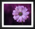 Bessi, Purple Flower, EFX, EFX Gallery, art, photography, giclée, prints, picture frames