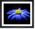 Anemone Blue, EFX, EFX Gallery, art, photography, giclée, prints, picture frames framed art blue anemone flower close up fine art