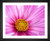 Cosmos Flower, EFX, EFX Gallery, art, photography, giclée, prints, picture frames