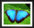 Gaby from Germany, Butterfly on Leaf, EFX, EFX Gallery, art, photography, giclée, prints, picture frames, insects, spots, nature Blue Morpho