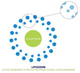 Liposomes