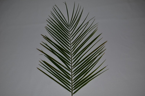 Palm Sunday Bethany Palm | Bag of 8