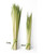 Palm Sunday Palm Strips | Short 13-20" | BAG/100 | Bulk Discounts