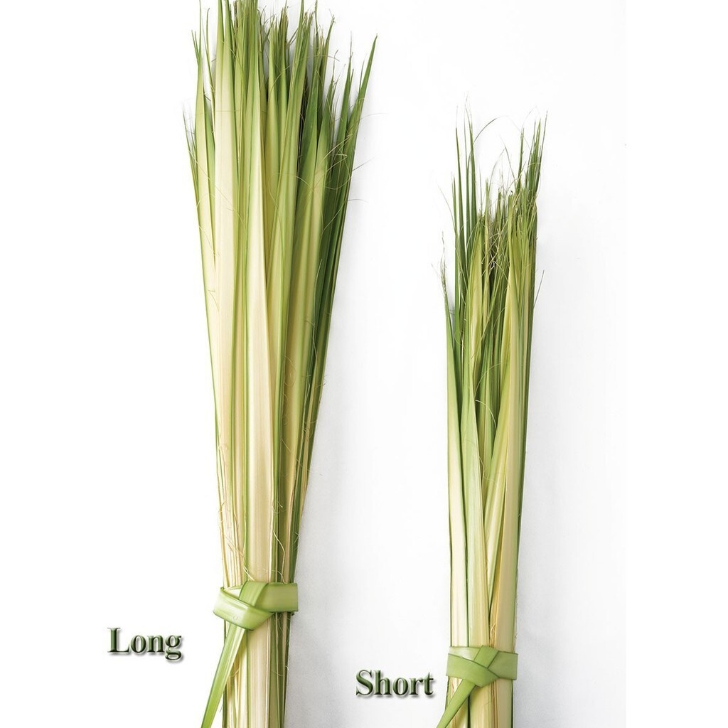 Palm Sunday Palm Strips