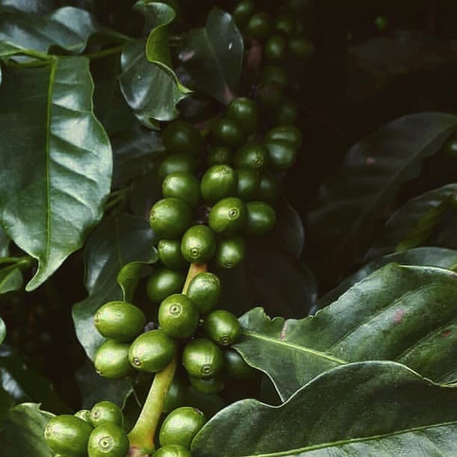 Ingredient Feature: Green Coffee Bean Extract