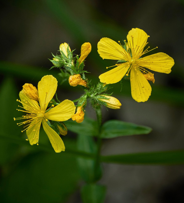 The Benefits of St. John's Wort & Seasonal Depression 