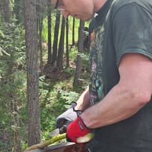 Herbal Chronicles: Devil's Club