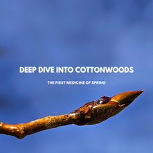 Cottonwood Buds: Montana’s First Medicine of Spring