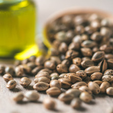 The Skin-Loving Benefits of Hemp Seed Oil