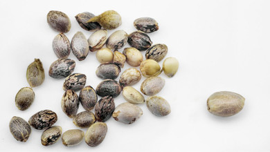 5 Fast Facts About Hemp