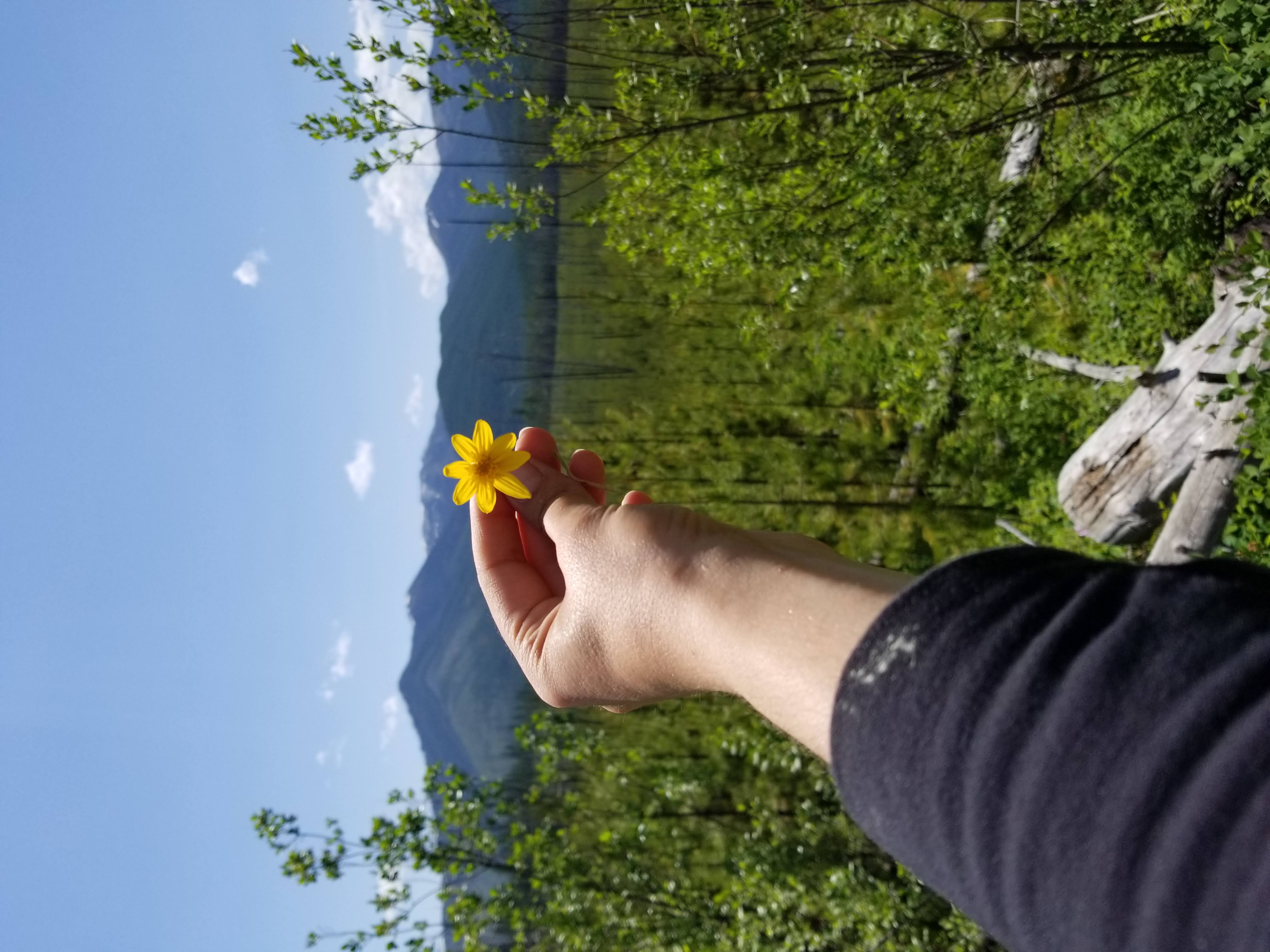 Arnica Oil: Nature’s Remedy for Life’s Bumps and Bruises