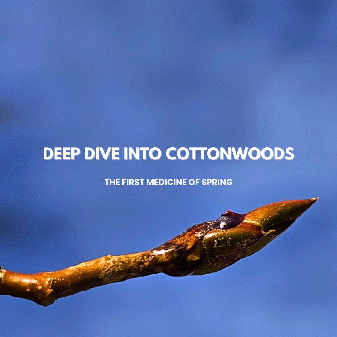 Cottonwood Buds: Montana’s First Medicine of Spring