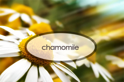 chamomile.the-good-stuff-botanicals.jpg