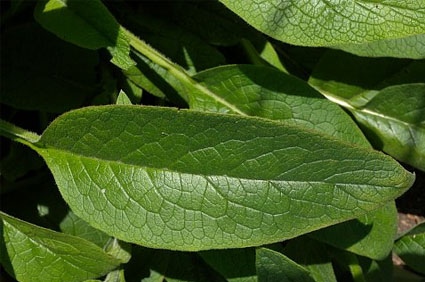 comfrey-leaf.jpg