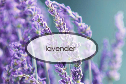 lavender.the-good-stuff-botnaicals.jpg