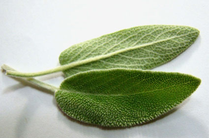 Sage: Health benefits, facts, and research