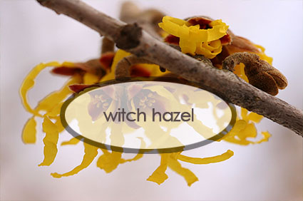 witch-hazel.jpg