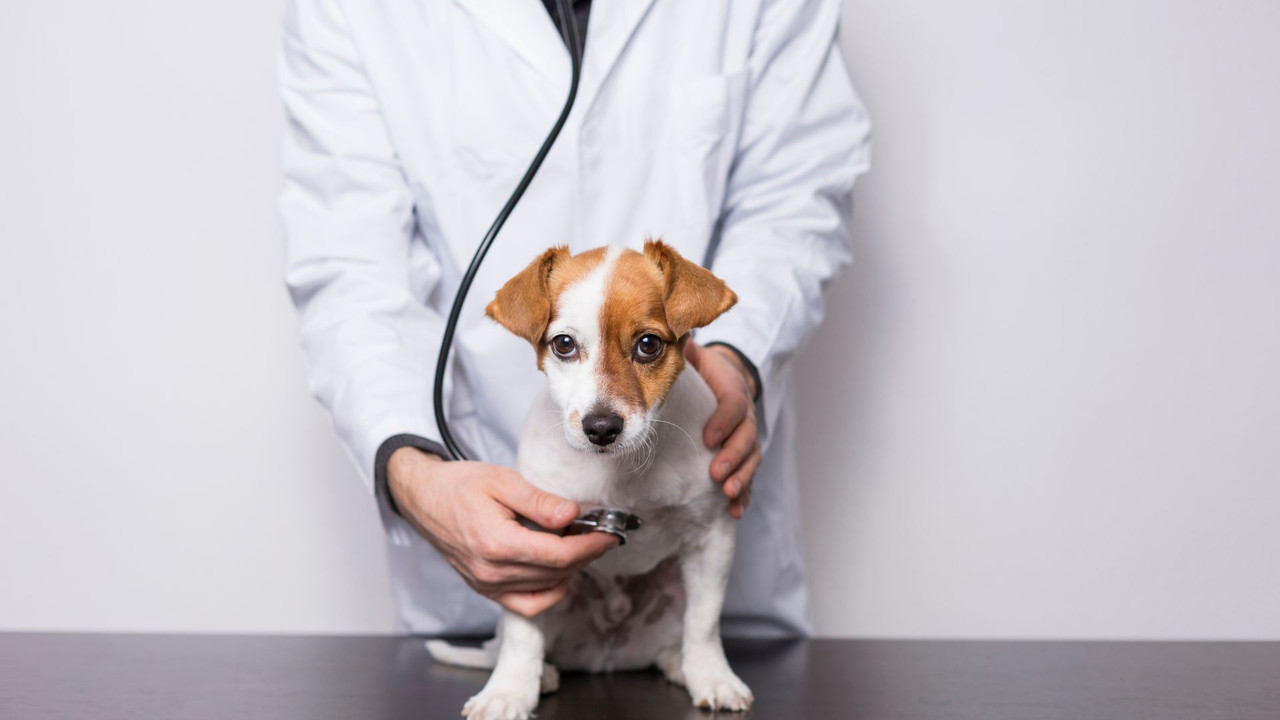 How to Avoid Costly Vet Trips with Your Dog - Petworlddirect