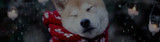 Keeping Your Pet Safe And Comfortable This Winter
