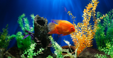 Aquarium Guide: How to Set Up Your Aquarium