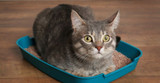 Cat Litter Guide - Importance, Types & Cat Litter Training