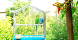 Bird Toys Guide: Benefits of Bird Toys