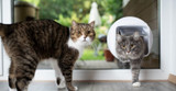 Cat Flap Guide