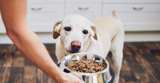 How To Change Your Dogs Food