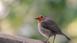 Attracting Robins, Finches & Singing Birds to Your Garden