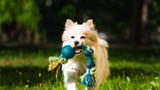 Buying Toys for Your Dog