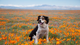Choosing the Best Collar & Lead for Your Dog