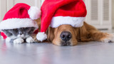 Christmas Tips For Your Pets