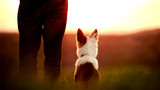 Dog Walking On a Dark Night