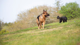 Dogs & Fireworks: Expert Advice to Keep your Dog Calm