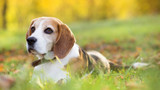 Dog Size Matters - Tailored nutrition guide