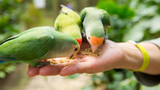 Feeding Wild Birds