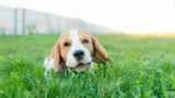 House Training a Puppy