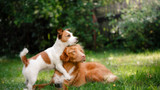 New Year’s Resolutions For Your Dog