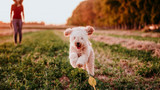 Solutions for Overweight Dogs