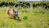 Playing Fetch With Your Pet
