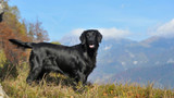 How To Reduce Dog Shedding