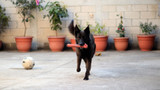 What is the Right Chew Toy for Your Dog